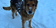 Riley is registered to the contest to win money with this photo: dog, snow, outdoor, animal, winter, brown_fur, canine, nature, cold, pet, fur, snow_covered, standing, mammal, looking, playful, cute, winter_day, outdoors, environment