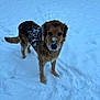 dog, snow, outdoor, animal, winter, brown_fur, canine, nature, cold, pet, fur, snow_covered, standing, mammal, looking, playful, cute, winter_day, outdoors, environment