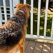Riley joined the competition — help win amazing prizes! dog, outdoor, deck, wooden_floor, railing, collar, brown_fur, black_fur, sunlight, pet, animal, furry, standing, daylight, garden, nature, back_view, curly_fur, canine, peaceful