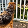 dog, outdoor, deck, wooden_floor, railing, collar, brown_fur, black_fur, sunlight, pet, animal, furry, standing, daylight, garden, nature, back_view, curly_fur, canine, peaceful
