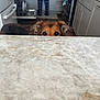 Riley is registered to the contest to win money with this photo: dog, countertop, kitchen, person, pajamas, floor, cabinet, stove, appliance, tile, marble, brown_dog, curious, indoor, home, pet, furniture, animal, ears, wood_floor