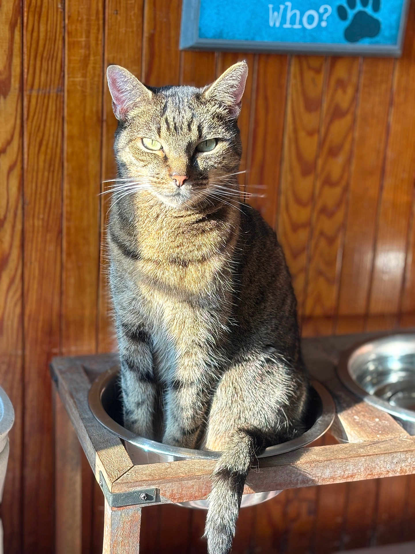 Loki