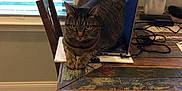 Loki is registered to the contest to win money with this photo: cat, tabby_cat, laptop, wooden_table, chair, window, blinds, vase, dried_flowers, cords, indoor, furniture, pet, animal, tabletop, home, domestic, resting, looking, closeup