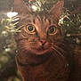 Loki joined the competition — help win amazing prizes! cat, tabby, animal, pet, closeup, face, eyes, whiskers, fur, tree, branches, lights, blurred_background, nature, curious, indoors, holiday, christmas, green, cute