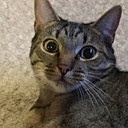Loki joined the competition — help win amazing prizes! cat, tabby, close_up, carpet, pet, animal, feline, whiskers, ears, eyes, fur, indoor, curious, portrait, mammal, domestic_animal, face, looking, cute, young_cat