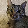 animal, carpet, cat, close_up, curious, cute, domestic_animal, ears, eyes, face, feline, fur, indoor, looking, mammal, pet, portrait, tabby, whiskers, young_cat
