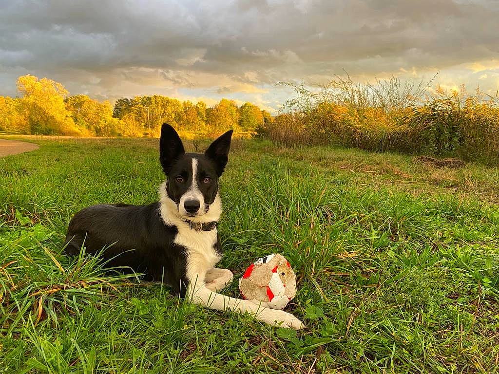 Ottawa participe au concours pour gagner de l'argent avec cette photo : canidae, carnivore, cloud, companion_dog, dog, dog_breed, grass, grassland, happy, herding_dog, landscape, meadow, pasture, people_in_nature, plant, recreation, sitting, sky, sporting_group, tree
