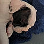 Belle a rejoint le concours — aidez-le/la à gagner de superbes lots ! animal, blanket, bostonbull, boxer, bulldog, canine, dog, frenchbulldog, hound, person, pet, pitbull, pointer, puppy, rat, rodent, sleeping