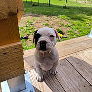 Belle participe au concours pour gagner de l'argent avec cette photo : animal, architecture, building, bulldog, canine, dog, frenchbulldog, grass, indoors, interiordesign, machine, outdoors, pet, plant, plywood, pottedplant, puppy, screw, shelter, wood