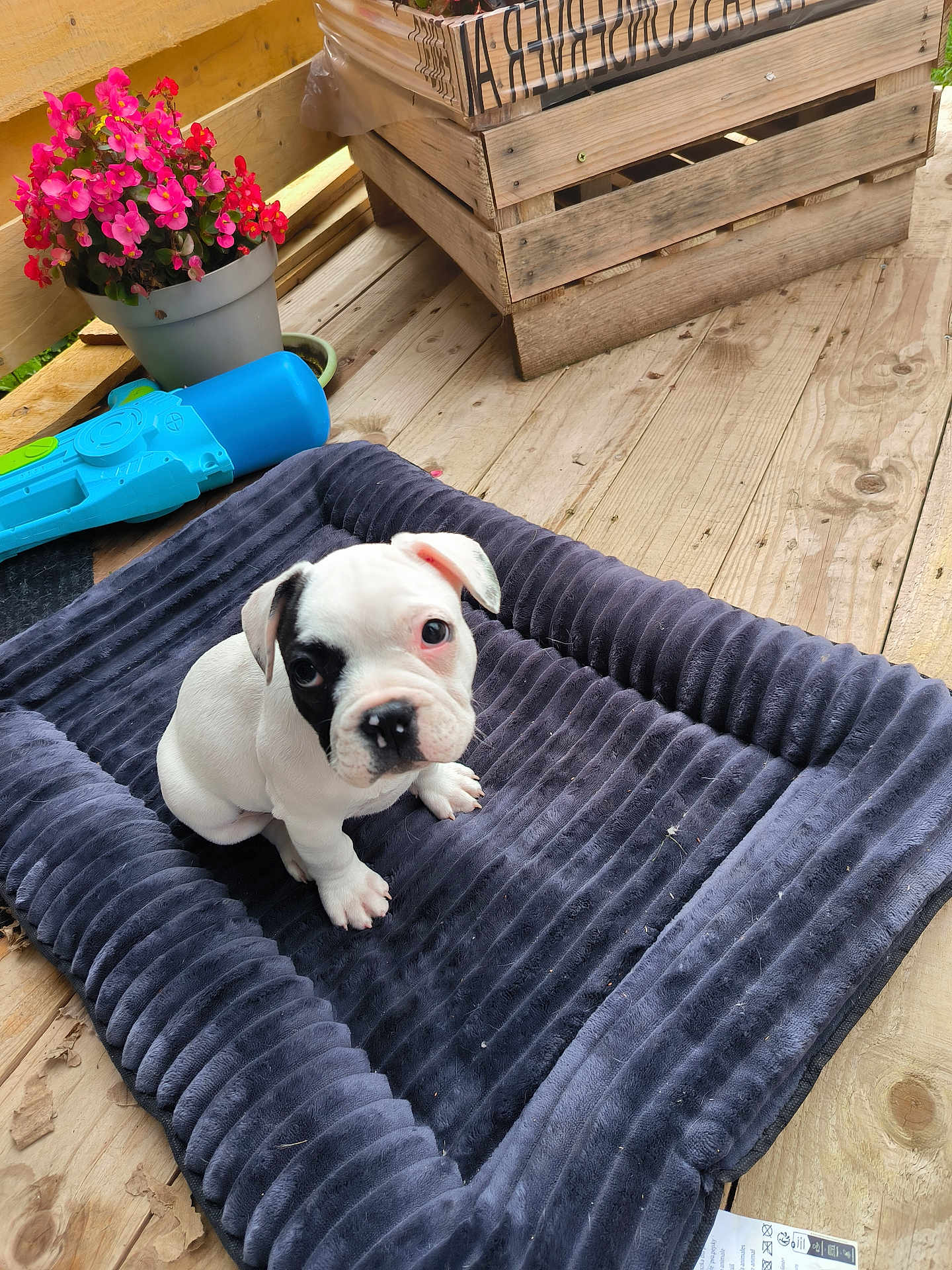 Belle participe au concours pour gagner de l'argent avec cette photo : animal, bulldog, canine, dog, dogbed, flower, flowerarrangement, frenchbulldog, geranium, indoors, interiordesign, jar, leaf, pet, pitbull, plant, planter, pottedplant, puppy, wood