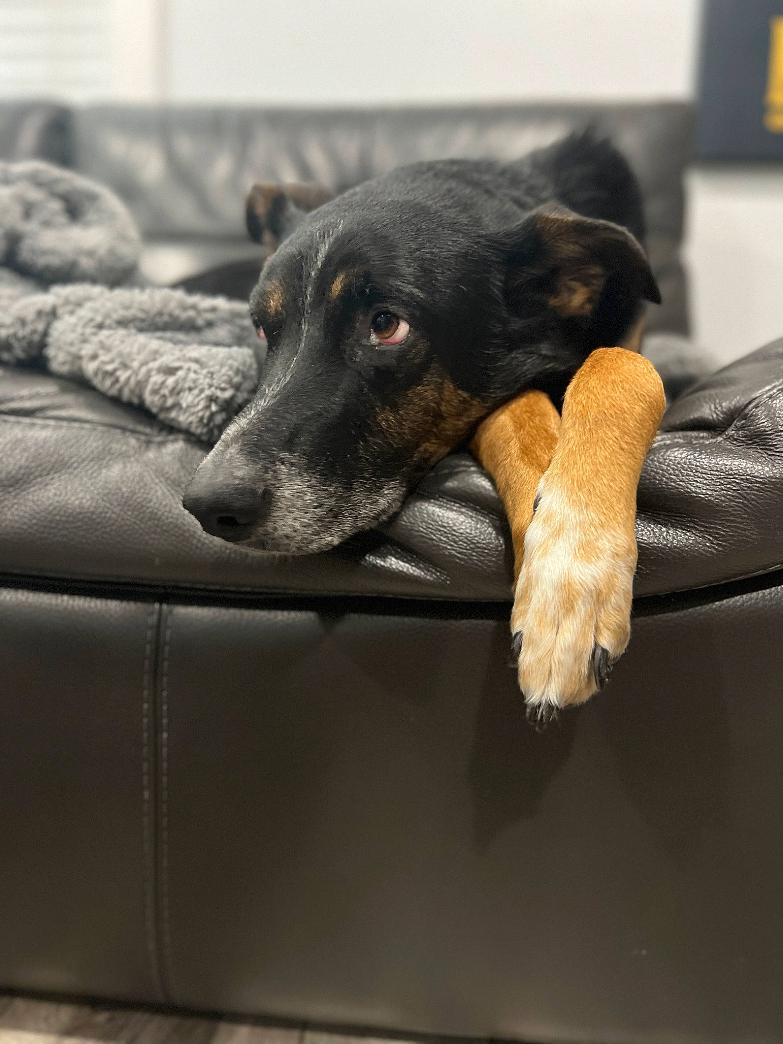 Murphy is registered to the contest to win money with this photo: canidae, carnivore, claw, comfort, companion_dog, dog, dog_breed, fawn, fur, guard_dog, paw, pet_supply, snout, sporting_group, terrestrial_animal, windshield, working_animal, working_dog