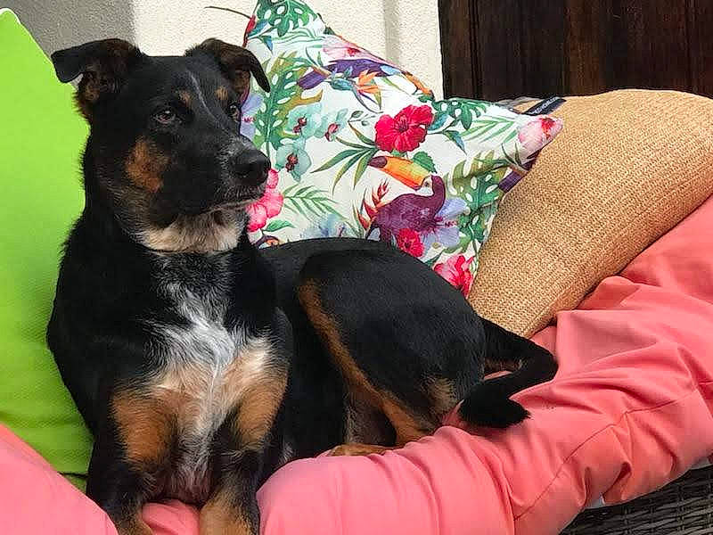 Murphy is registered to the contest to win money with this photo: canidae, carnivore, collar, comfort, companion_dog, couch, dog, dog_breed, dog_supply, fur, guard_dog, paw, pet_supply, plant, sharing, snout, sporting_group, tail, working_animal, working_dog