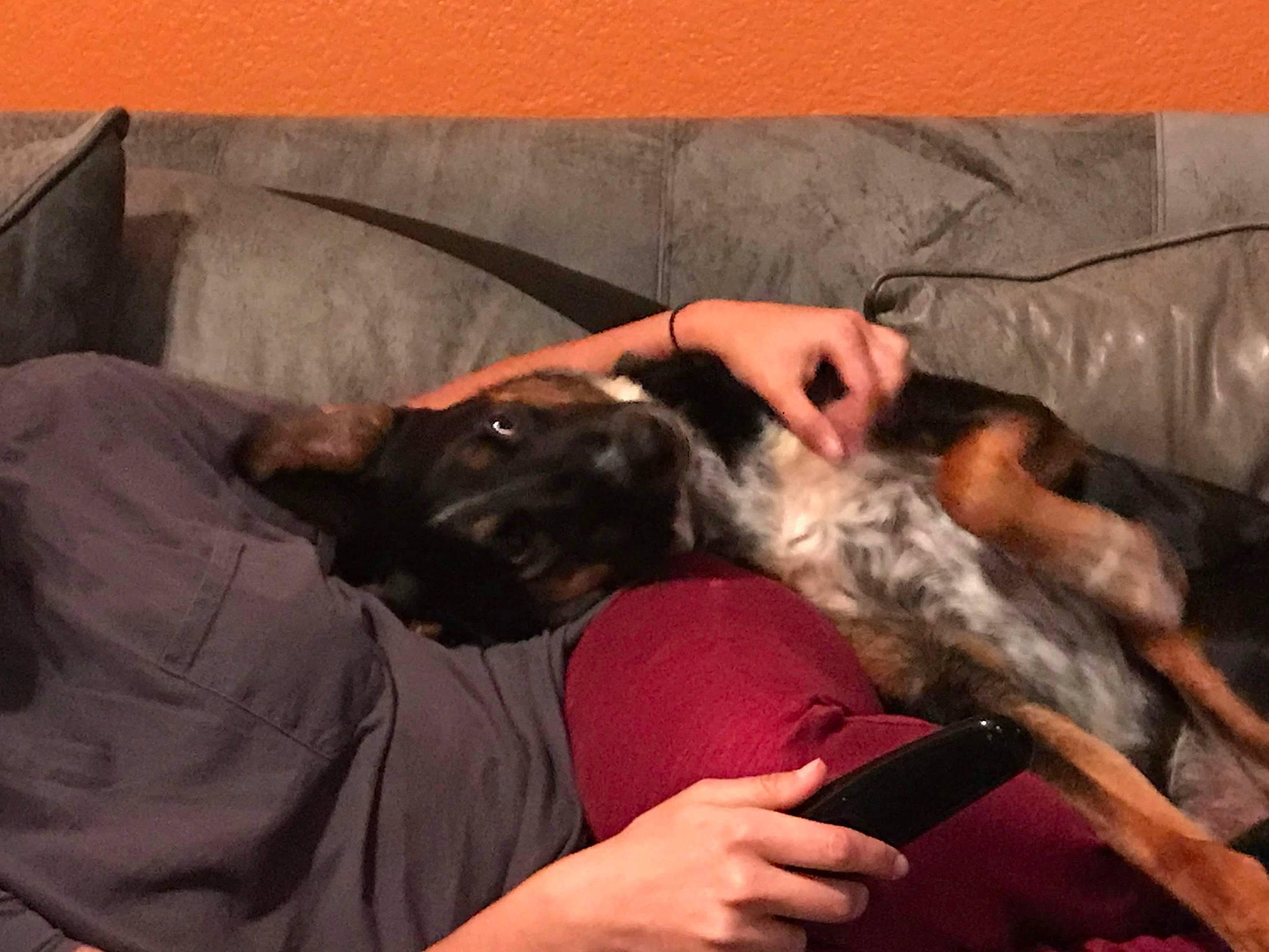 Murphy joined the competition — help win amazing prizes! canidae, carnivore, comfort, companion_dog, couch, dog, dog_breed, ear, felidae, flesh, fur, gesture, hand, mammal, nap, room, small_to_medium_sized_cats, sporting_group, toy_dog, wrist