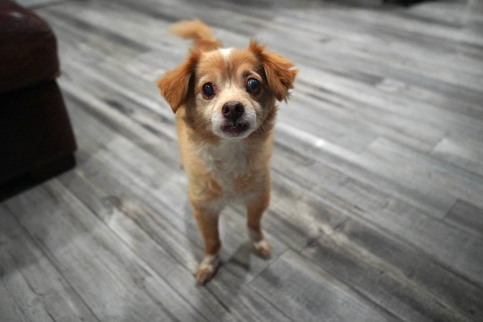 Mikey joined the competition — help win amazing prizes! canidae, carnivore, companion_dog, dog, dog_breed, door, fawn, floor, flooring, fur, hardwood, plank, road_surface, snout, sporting_group, terrestrial_animal, toy_dog, whiskers, wood, wood_stain