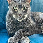 Frank joined the competition — help win amazing prizes! cat, gray_cat, tabby, pet, animal, feline, green_eyes, whiskers, paws, fur, closeup, portrait, indoor, relaxed, resting, blue_background, cute, domestic_cat, looking_at_camera, crossed_paws