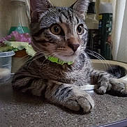 Little Bit is registered to the contest to win money with this photo: cat, tabby, pet, indoor, curious, wide_eyes, collar, countertop, household_items, flower, container, sink, furniture, close_up, whiskers, paws, domestic_animal, fur, relaxing, kitchen