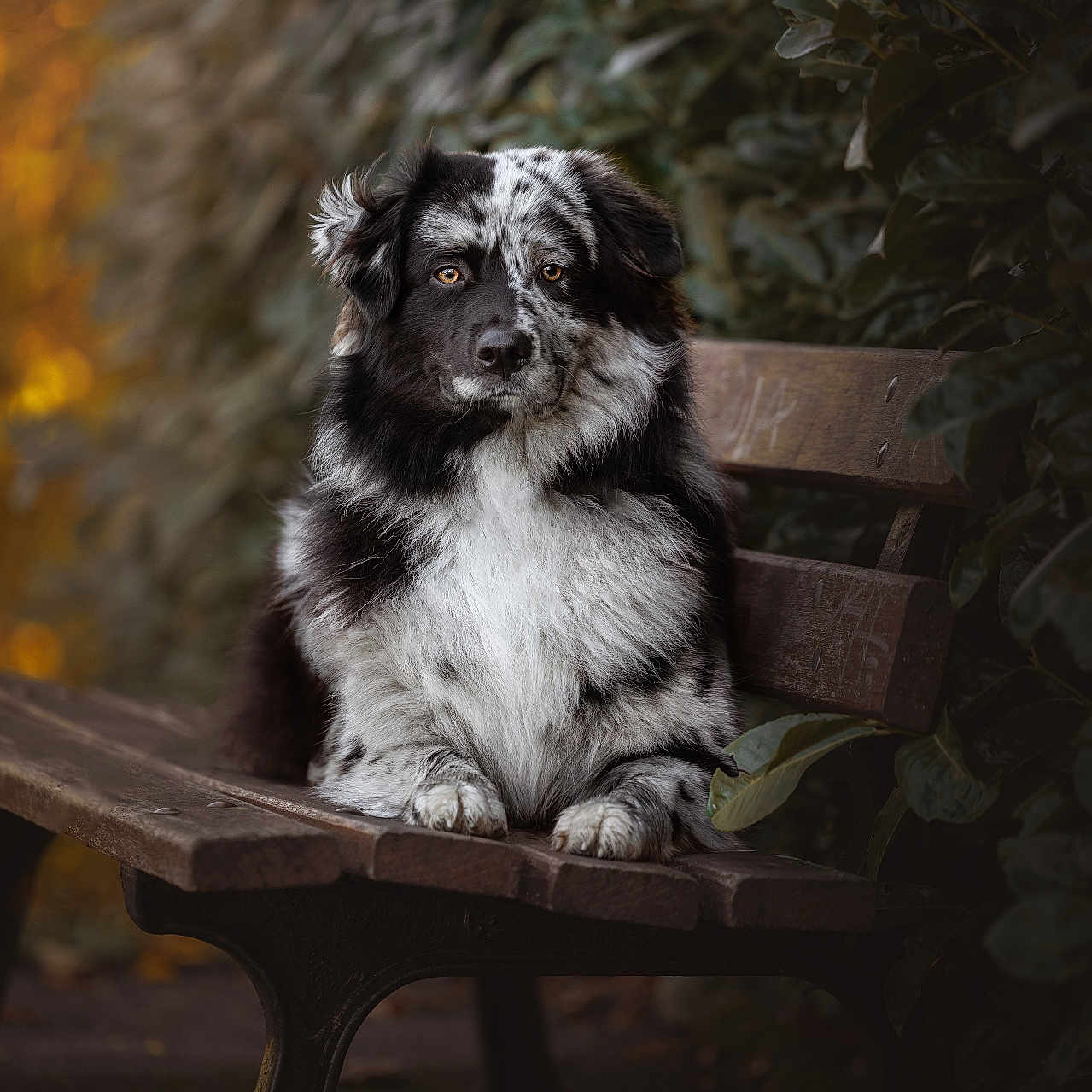 Sitka a rejoint le concours — aidez-le/la à gagner de superbes lots ! animal, bench, canine, chair, collie, couch, dog, eskimodog, flagstone, furniture, hardwood, outdoors, parkbench, path, pet, plywood, puppy, terrier, walkway, wood