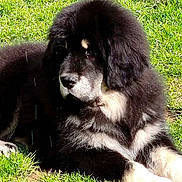 Beijing Bassam a rejoint le concours — aidez-le/la à gagner de superbes lots ! dog, black_dog, white_paws, fluffy, grass, outdoor, pet, animal, lying_down, sunlight, nature, mammal, canine, fur, relaxed, daylight, portrait, closeup, paw, resting