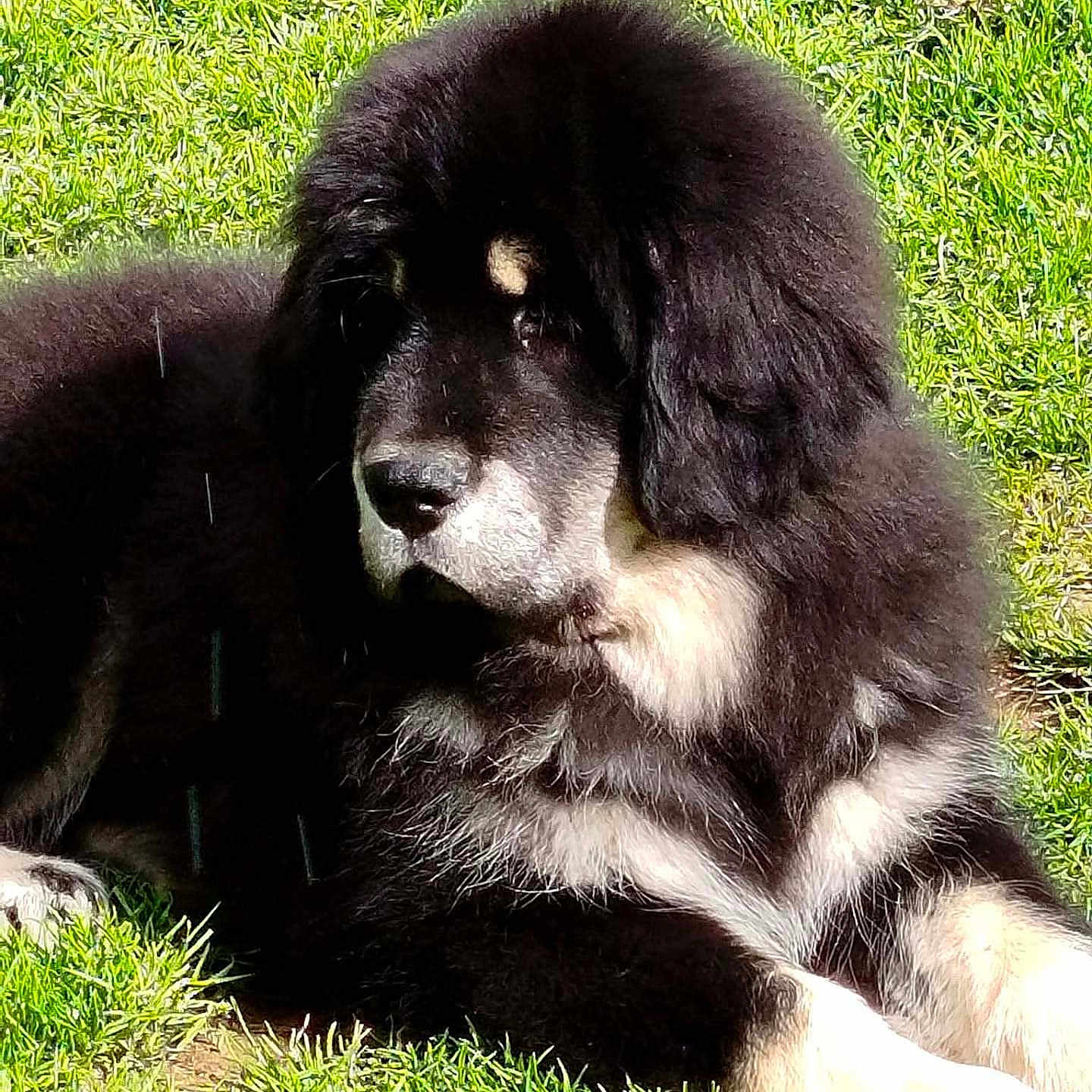 Beijing Bassam a rejoint le concours — aidez-le/la à gagner de superbes lots ! dog, black_dog, white_paws, fluffy, grass, outdoor, pet, animal, lying_down, sunlight, nature, mammal, canine, fur, relaxed, daylight, portrait, closeup, paw, resting