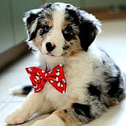 Azur participe au concours pour gagner de l'argent avec cette photo : puppy, dog, australian_shepherd, bow_tie, red, blue_eyes, fluffy, cute, pet, indoor, floor, white, black, brown, fur, portrait, animal, young, laying_down, decorative