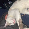 cat, sleeping, white_cat, tan_markings, pink_nose, whiskers, paw, fur, pet, animal, nap, relaxed, lying_down, blanket, bed, indoors, close_up, flash_photography, cozy, portrait