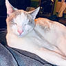 Gaston participe au concours pour gagner de l'argent avec cette photo : cat, sleeping, relaxed, white_cat, orange_patches, pink_nose, closed_eyes, whiskers, ears, fur, pet, animal, close_up, portrait, cozy, blanket, indoor, home, resting, cute