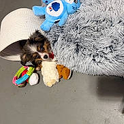 Rusty joined the competition — help win amazing prizes! basket, chew_toy, collar, concrete_floor, cute, dog, eyes, indoor, lying_down, nose, peeking, plush, puppy, rope_toy, shadow, shaggy_bed, small_animal, stuffed_toy, toy_ring, tricolor