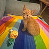 cat, kitten, orange_cat, animal, pet, sitting, curious, face, whiskers, ears, fur, rainbow_blanket, colorful, plush_toy, glasses, couch, indoors, home, furniture, portrait
