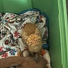 Dash joined the competition — help win amazing prizes! kitten, cat, orange_fur, fluffy, sitting, indoors, blanket, floral_pattern, green_background, cubby, pet, animal, whiskers, ears, eyes, small, cute, stuffed_animal, plush_toy, portrait