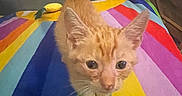 Dash joined the competition — help win amazing prizes! kitten, cat, orange_tabby, pet, animal, feline, whiskers, ears, eyes, tail, paws, indoor, blanket, rainbow, colorful, couch, furniture, home, portrait, cute