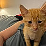 Dash is registered to the contest to win money with this photo: cat, kitten, orange_tabby, pet, animal, feline, cute, portrait, close_up, indoor, bedroom, bed, lap, person, fur, whiskers, ears, eyes, warm_lighting, cozy