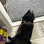 Buddy joined the competition — help win amazing prizes! cat, black_cat, fluffy, lying_down, floor, tile_floor, carpet, doorway, indoor, pet_food, cat_food_bag, purple_bag, funny_face, teeth, paw, tail, home, relaxed, animal, pet