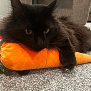 Buddy is registered to the contest to win money with this photo: cat, black_cat, plush_toy, carpet, indoor, pet, animal, soft, cuddle, toy, fur, relaxed, cute, cozy, laying, whiskers, ears, green_eyes, feline, domestic_cat