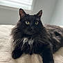 Buddy is registered to the contest to win money with this photo: cat, black_cat, green_eyes, fluffy_fur, pet, indoor, bed, blanket, window, natural_light, relaxed, feline, whiskers, portrait, animal, domestic, cute, cozy, resting, fur