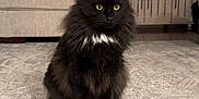 Buddy joined the competition — help win amazing prizes! cat, black_cat, fluffy, indoor, living_room, rug, furniture, sofa, decor, plant, window, candle_holder, white_patch, pet, animal, domestic_cat, sitting, calm, home, cozy