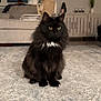 cat, black_cat, fluffy, indoor, living_room, rug, furniture, sofa, decor, plant, window, candle_holder, white_patch, pet, animal, domestic_cat, sitting, calm, home, cozy