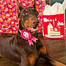 Sinnamon joined the competition — help win amazing prizes! dog, doberman, birthday, birthday_party, birthday_girl, rosette, ribbon, pink, brown, black, portrait, sitting, indoors, wood_floor, gift_wrap, tissue_box, cake, celebration, happy, pet