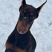 Sinnamon is registered to the contest to win money with this photo: dog, doberman, snow, winter, outdoor, portrait, sitting, standing_ears, black_and_tan, short_hair, pet, animal, canine, frost, snowy_background, head_tilt, alert, nose, eyes, nature