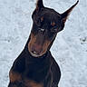 dog, doberman, snow, winter, outdoor, portrait, sitting, standing_ears, black_and_tan, short_hair, pet, animal, canine, frost, snowy_background, head_tilt, alert, nose, eyes, nature
