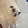 dog, small_dog, happy, looking_up, ears, tail, floor, tile_floor, shoes, white_sneakers, pants, maroon_pants, indoor, kitchen, smiling, pet, animal, companion, excited, cute