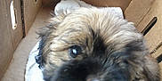 Toby is registered to the contest to win money with this photo: puppy, dog, close_up, cardboard_box, towel, furry, pet, animal, indoor, cute, young, brown, black, nose, eye, soft, small, fur, domestic_animal, companion
