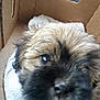 puppy, dog, close_up, cardboard_box, towel, furry, pet, animal, indoor, cute, young, brown, black, nose, eye, soft, small, fur, domestic_animal, companion