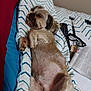 Toby is registered to the contest to win money with this photo: dog, sleeping, blanket, striped, remote_control, glasses, magazine, indoor, relaxed, pet, fur, paw, bed, resting, cozy, comfortable, canine, home, leisure, napping