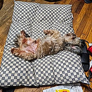 Toby joined the competition — help win amazing prizes! dog, pet, lying_down, cushion, checkered_pattern, wooden_floor, indoor, sleeping, fluffy, relaxed, animal, paw, fur, snout, domestic, comfort, household_items, slipper, tube, box