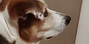 Sally is registered to the contest to win money with this photo: animal, beige_wall, black_fur, brown_fur, calm, canine, companion, dog, domestic_animal, ear, floor, indoor, looking, muzzle, pet, quiet, side_profile, snout, white_fur, wooden_floor