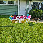 Sally is registered to the contest to win money with this photo: balloons, birthday_sign, bushes, celebration, daytime, dog, door, front_yard, grass, greenery, happy, house, outdoor, pet, shadow, sidewalk, smiling_dog, sunny, window, yard