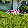 balloons, birthday_sign, bushes, celebration, daytime, dog, door, front_yard, grass, greenery, happy, house, outdoor, pet, shadow, sidewalk, smiling_dog, sunny, window, yard