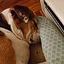 Sally is registered to the contest to win money with this photo: brown, comfort, companion, cozy, cushion, dog, ear, floor, fur, head, heater, home, indoor, nap, pet, quiet, relaxation, resting, sleeping, white