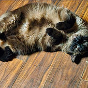 Emma is registered to the contest to win money with this photo: cat, feline, pet, lying_down, fluffy, dark_fur, wooden_floor, indoor, relaxed, curled_paws, belly_up, whiskers, ears, animal, cute, domestic_animal, fur, looking_up, playful, resting
