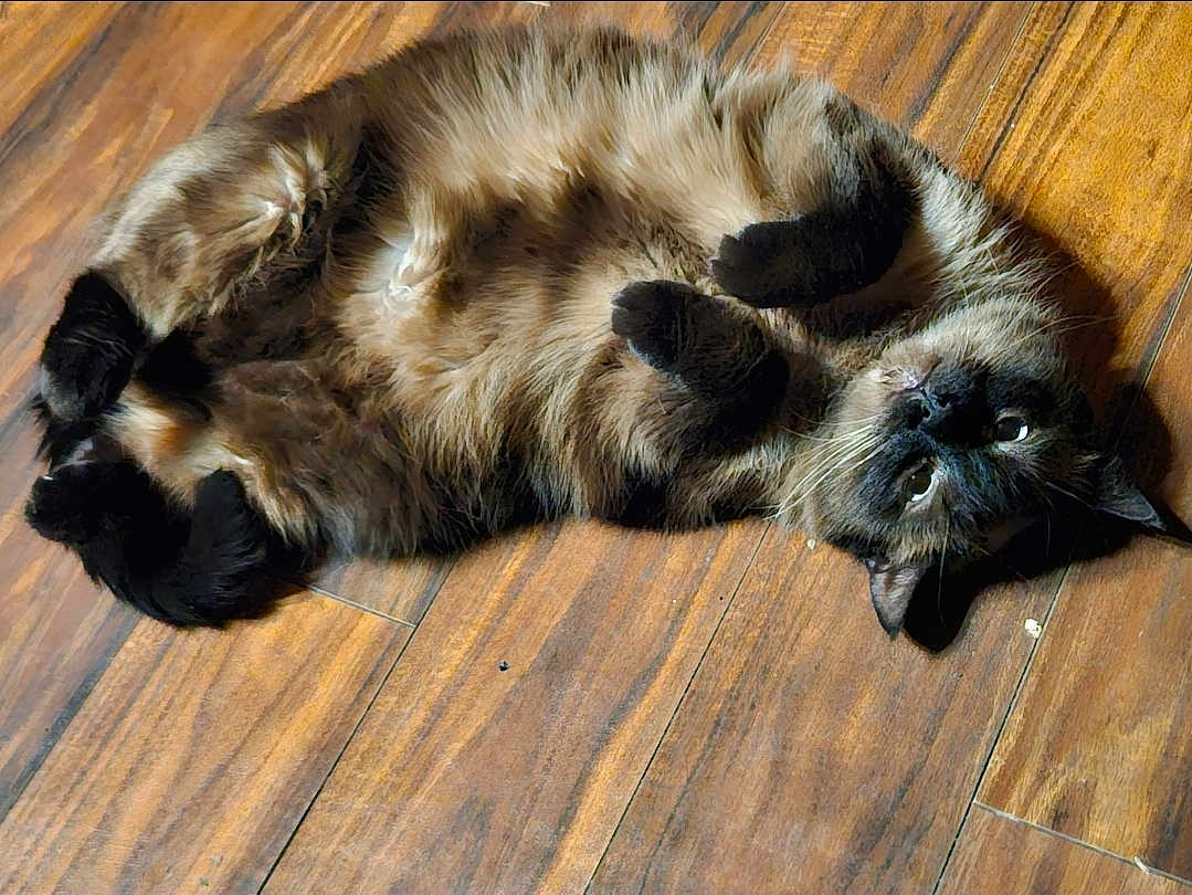 Emma is registered to the contest to win money with this photo: cat, feline, pet, lying_down, fluffy, dark_fur, wooden_floor, indoor, relaxed, curled_paws, belly_up, whiskers, ears, animal, cute, domestic_animal, fur, looking_up, playful, resting